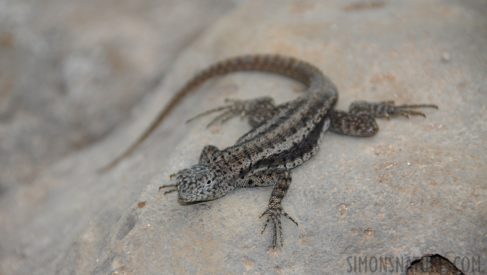 Microlophus barringtonensis [200 mm, 1/200 Sek. bei f / 5.6, ISO 100]